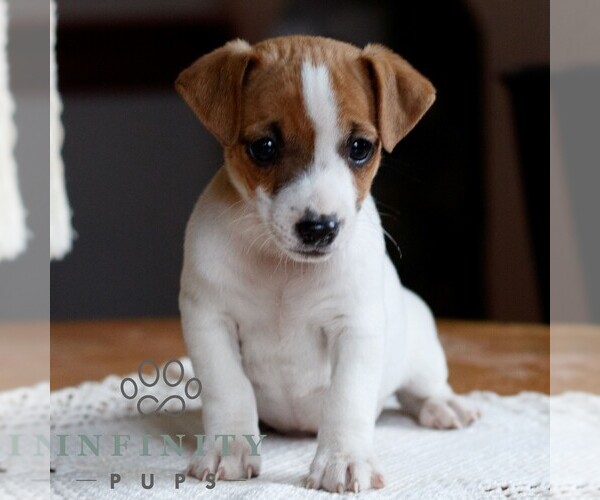 Medium Photo #1 Jack Russell Terrier Puppy For Sale in EAST EARL, PA, USA