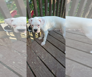Boxer Puppy for sale in HIGHLAND LAKES, NJ, USA