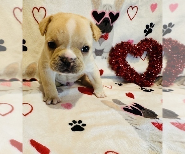 Medium Photo #5 French Bulldog Puppy For Sale in ELKHORN, WI, USA