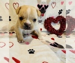 Small Photo #5 French Bulldog Puppy For Sale in ELKHORN, WI, USA