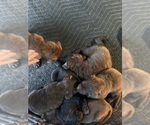 Small Photo #6 Labrador Retriever Puppy For Sale in WEST COVINA, CA, USA