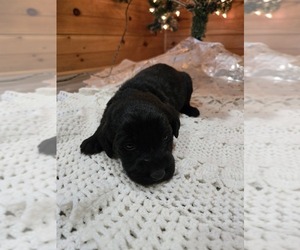 Labradoodle Puppy for sale in WILLIAMSTOWN, KY, USA