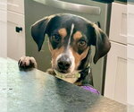 Small #9 Beagle Mix
