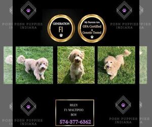 Maltipoo Puppy for sale in WARSAW, IN, USA
