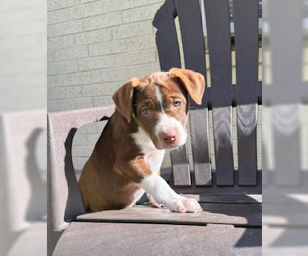 Medium Photo #18 Mutt Puppy For Sale in Fort Worth, TX, USA