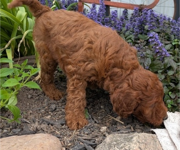 Medium Photo #5 Irish Doodle Puppy For Sale in GOSHEN, IN, USA