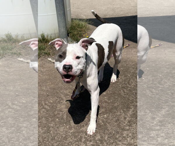 Medium Photo #3 American Pit Bull Terrier-Unknown Mix Puppy For Sale in Virginia Beach, VA, USA