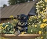 Small Photo #1 Shorkie Tzu Puppy For Sale in PILOT MOUNTAIN, NC, USA