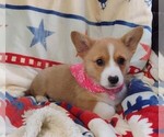 Small #1 Pembroke Welsh Corgi