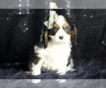 Small Photo #55 Cavalier King Charles Spaniel Puppy For Sale in WARSAW, IN, USA