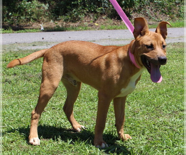 Medium Photo #2 Labrador Retriever-Unknown Mix Puppy For Sale in Prattville, AL, USA