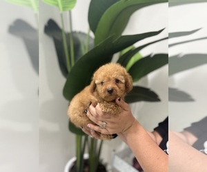 Poodle (Toy) Puppy for Sale in TAMPA, Florida USA