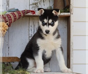 Siberian Husky Puppy for sale in FREDERICKSBG, OH, USA