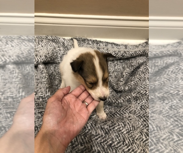 Medium Photo #10 Collie Puppy For Sale in OWENSBORO, KY, USA