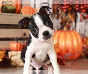 Boston Terrier Puppy for sale in MOUNT VERNON, OH, USA