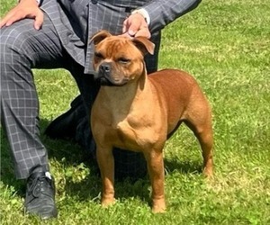 Mother of the Staffordshire Bull Terrier puppies born on 07/10/2025
