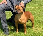 Small Photo #1 Staffordshire Bull Terrier Puppy For Sale in LUTZ, FL, USA