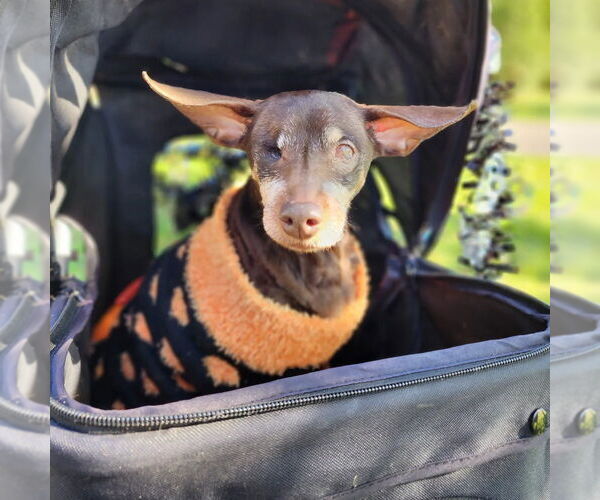 Medium Photo #12 Chipin Puppy For Sale in Caldwell, NJ, USA