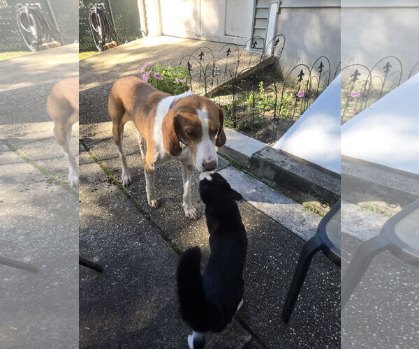 Medium Photo #10 Mutt Puppy For Sale in Oakhurst, NJ, USA