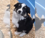 Dolly - Female Miniature Australian Shepherd Puppy for Sale - Small photo