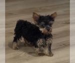 Small #1 Yorkshire Terrier
