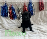 Small Photo #23 Goldendoodle Puppy For Sale in BLUFFTON, IN, USA