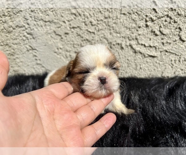 Medium Photo #5 Shih Tzu Puppy For Sale in HAYWARD, CA, USA