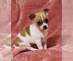 Puppy Eddie Ready Now Chihuahua