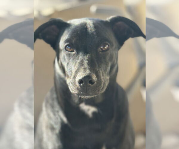 Medium Photo #8 Mutt Puppy For Sale in Sandy, UT, USA