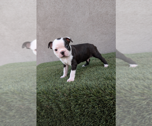 Boston Terrier Puppy for sale in SAN FERNANDO, CA, USA