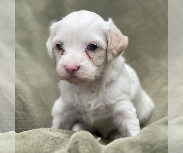 Medium Photo #2 Colonial Cocker Spaniel-Poodle (Miniature) Mix Puppy For Sale in San Diego, CA, USA