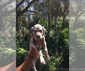 Great Dane Puppy for sale in COCOA, FL, USA