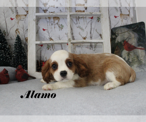 Medium Photo #2 Cavalier King Charles Spaniel Puppy For Sale in CHANUTE, KS, USA