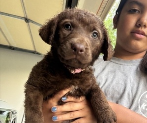 Chesapeake Bay Retriever Puppy for Sale in COOKEVILLE, Tennessee USA