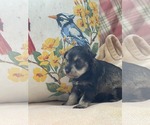 Small #2 Mutt