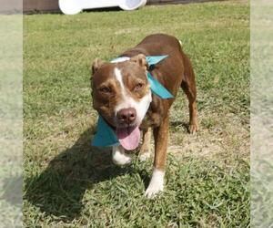 American Staffordshire Terrier-Unknown Mix Dogs for adoption in San Antonio, TX, USA