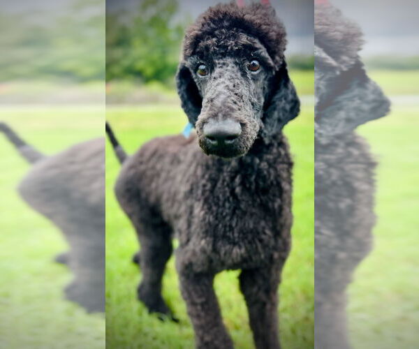 Medium Photo #5 Poodle (Standard) Puppy For Sale in Pacolet, SC, USA