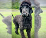 Small #4 Poodle (Standard)