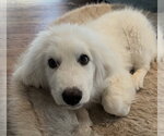 Small #1 Great Pyrenees