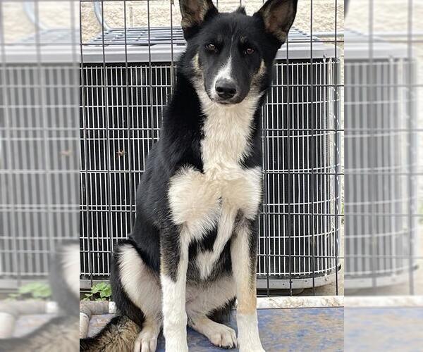 Medium Photo #1 German Shepherd Dog-Unknown Mix Puppy For Sale in Waco, TX, USA
