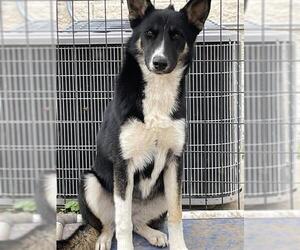 German Shepherd Dog-Unknown Mix Dogs for adoption in Waco, TX, USA