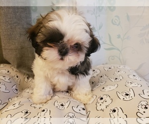 Shih Tzu Puppy for sale in LEESBURG, FL, USA