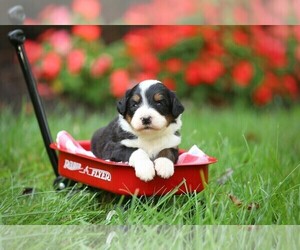 Bernedoodle Puppy for sale in ABERDEEN, PA, USA