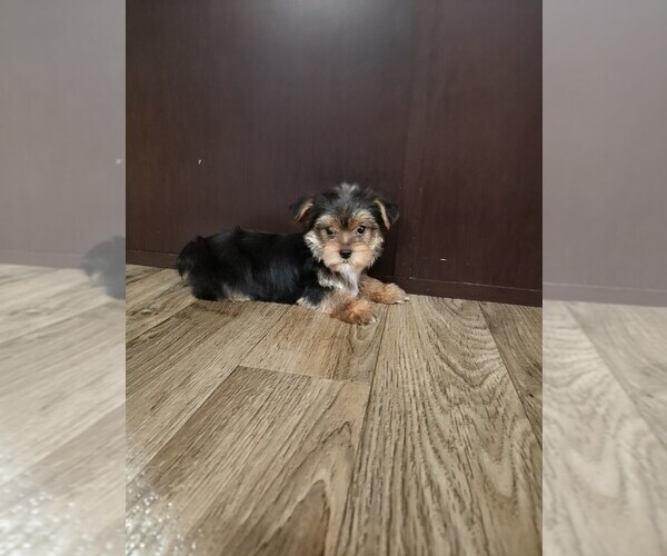 Medium Photo #9 Yorkshire Terrier Puppy For Sale in LAPEER, MI, USA