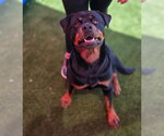 Small #4 Rottweiler