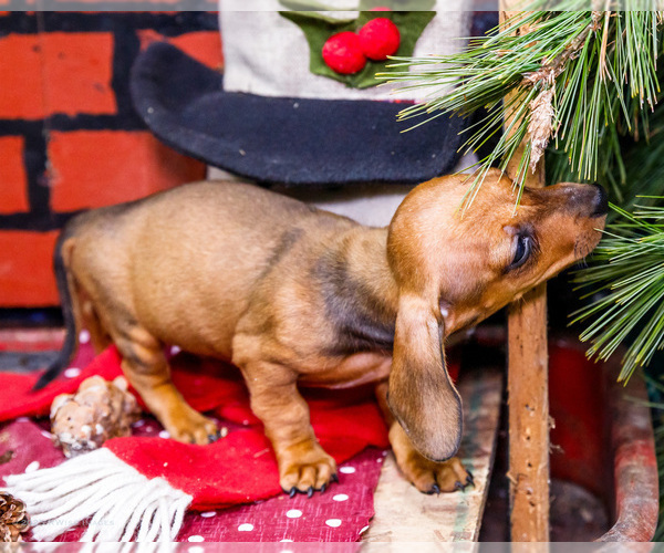 Medium Photo #32 Dachshund Puppy For Sale in WAKARUSA, IN, USA