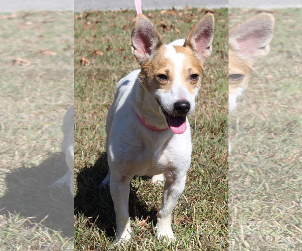 Medium Photo #4 Jack Russell Terrier Puppy For Sale in Prattville, AL, USA