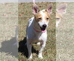Small #3 Jack Russell Terrier