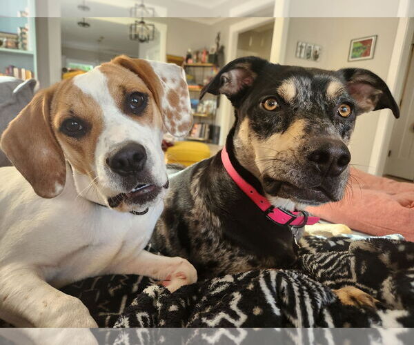 Medium Photo #2 Mutt Puppy For Sale in Greenville, SC, USA
