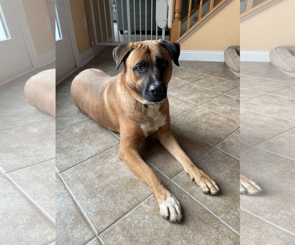 Medium Photo #1 Mutt Puppy For Sale in Cliffwood, NJ, USA